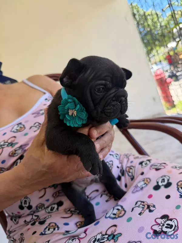 animales y mascotas - Se vende Bulldog Francés  4