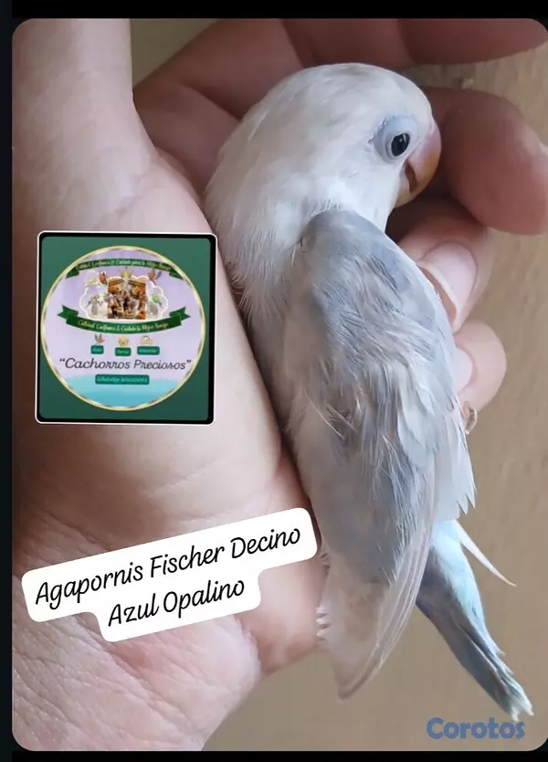 animales y mascotas - Aves papilleras, mansa joven y adultas y acesorios  8