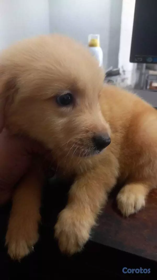 animales y mascotas - Golden Retriver hembras y machos 3