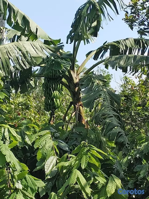 solares y terrenos - Se vende finca de cacao en San Francisco de Macoris con 807 tareas deslindada  9