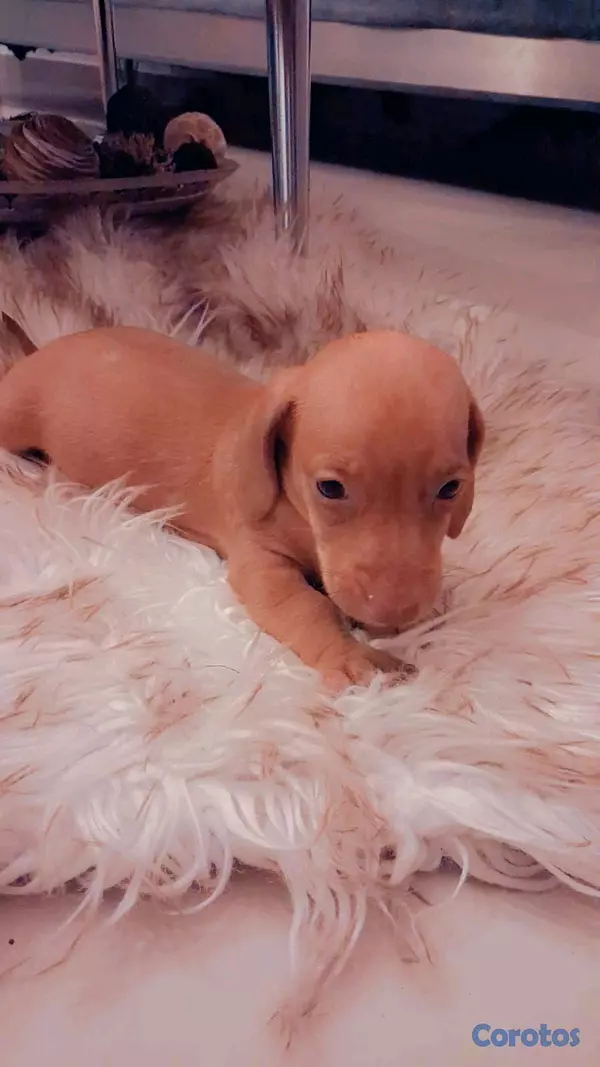 animales y mascotas - hermosos cachorritos salchicha 4