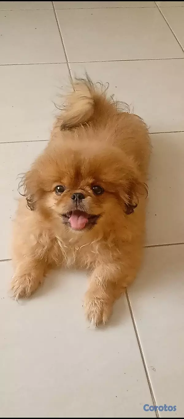 animales y mascotas - Pekines macho  2