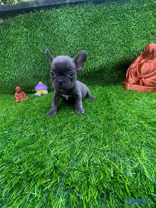 animales y mascotas - hermos bulldog francés Blue x portadores de fluffy  2
