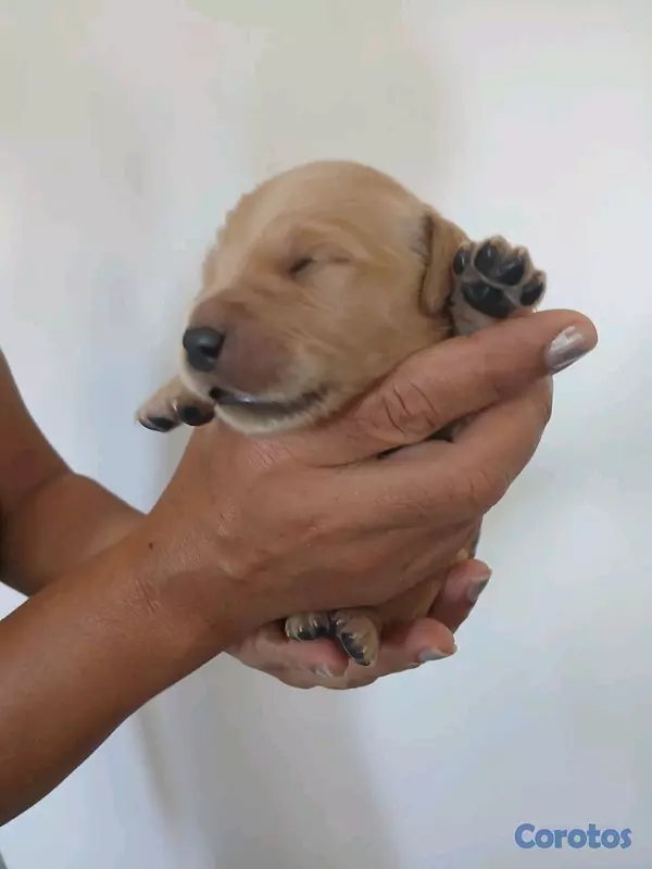 animales y mascotas - Golden Retriever nuevamente están para alegrarte y descubrir el verdadero amor  3
