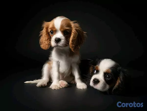 animales y mascotas - hermosos cachorritos de king cavalier  2