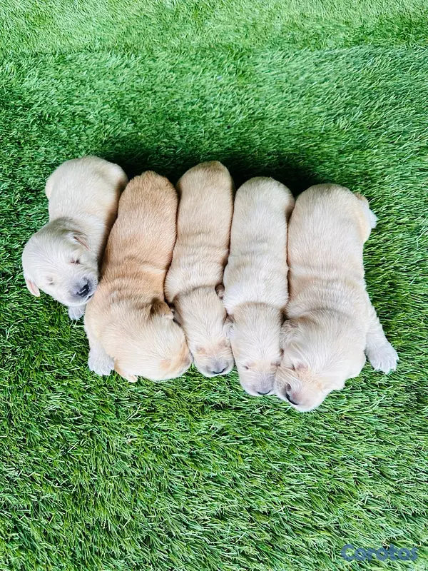 animales y mascotas - Cachorros Golden Retriever  3