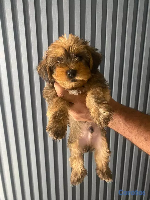 animales y mascotas - Cachorros Yorkie poo 5