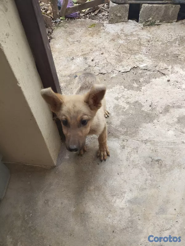 animales y mascotas - Venta de perra 3