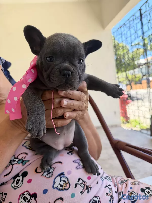 animales y mascotas - Se vende bulldog francés Hembra  3