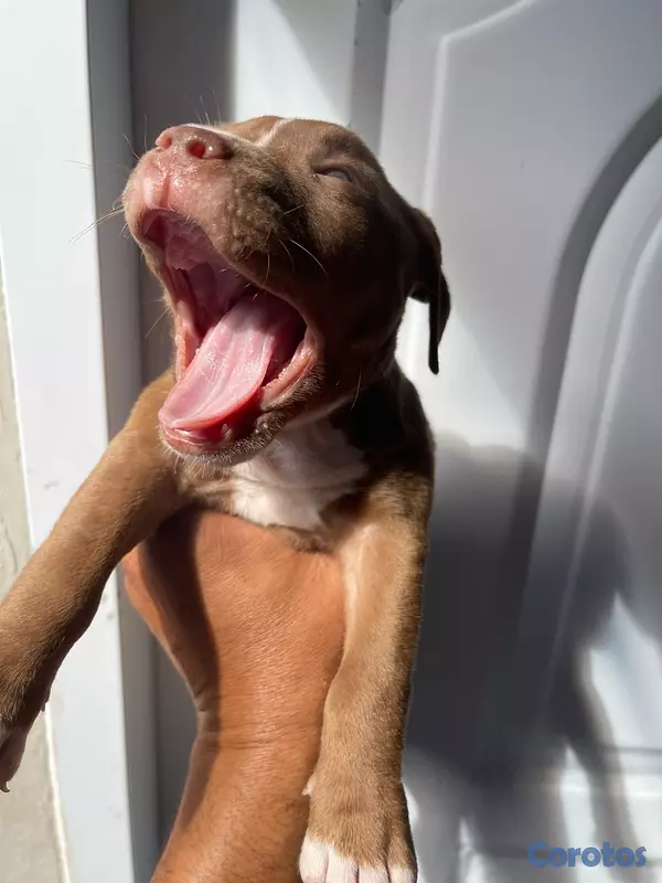 animales y mascotas - Pitbull blue fans 5
