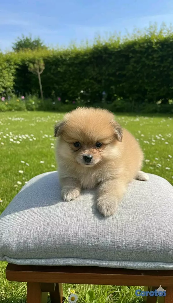 animales y mascotas - Hermosos cachorritos pomerania  4