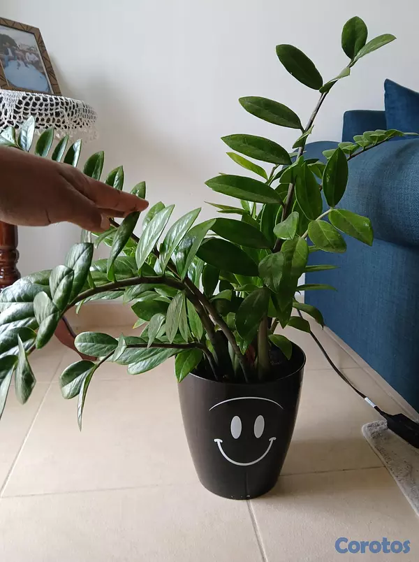 decoración y accesorios - Plantas Zamioculca  2