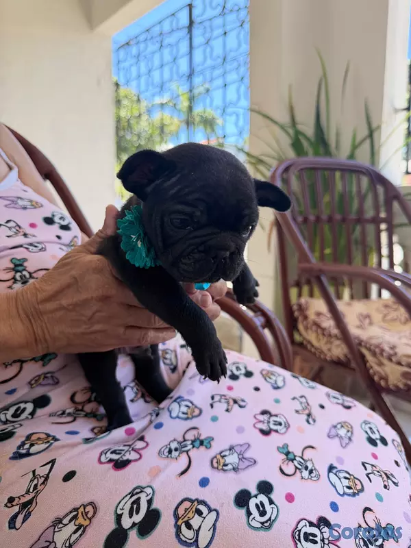 animales y mascotas - Se vende Bulldog Francés  5