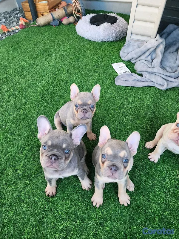animales y mascotas - hermosas y adorables cachorritas buldog frances hembras  2