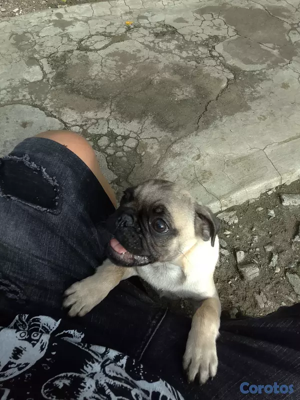 animales y mascotas - Perro pug 2