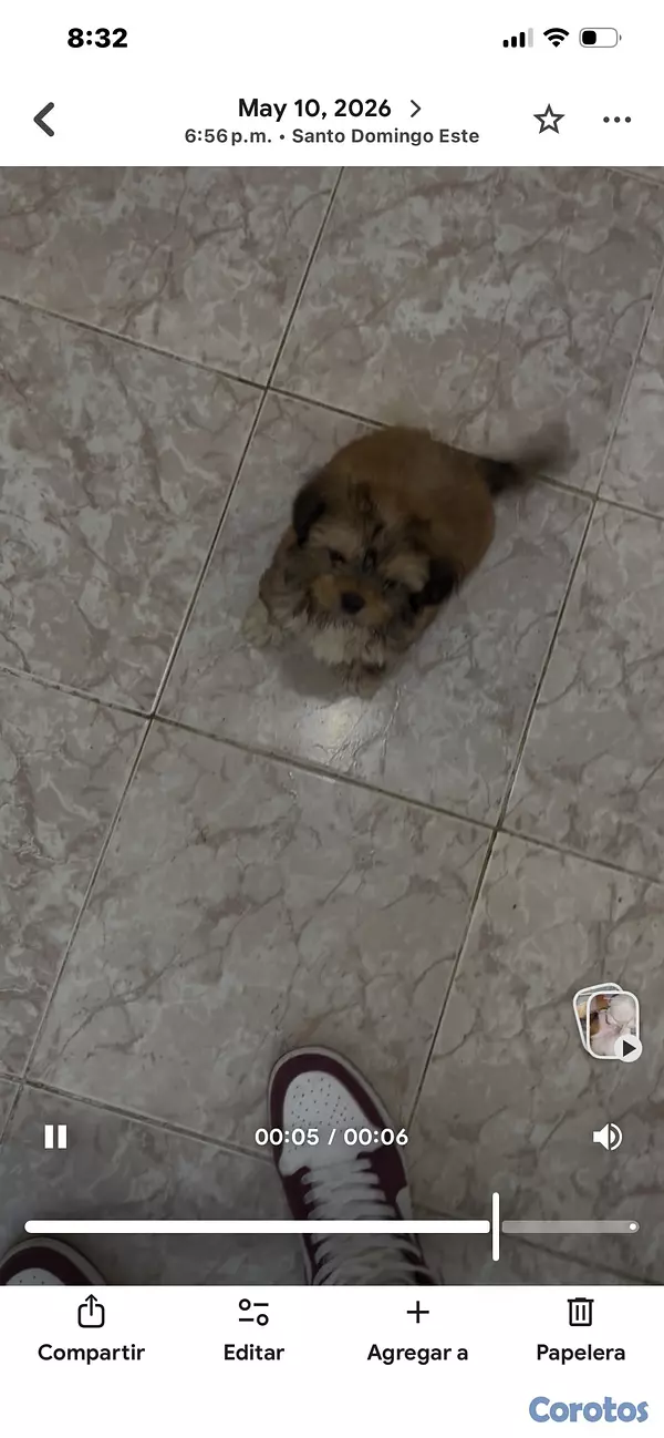 animales y mascotas - shit zu macho 2 meses vacunado y desparasitado  3