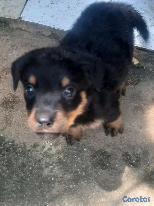 animales y mascotas - cachorro Rottweiler 6