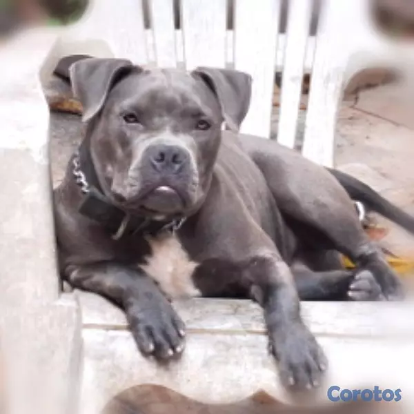 animales y mascotas - Cachorros American Bully Blue y Lilac 2