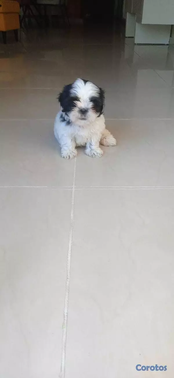 animales y mascotas - Shih tzu una hembra y un varon en venta 2