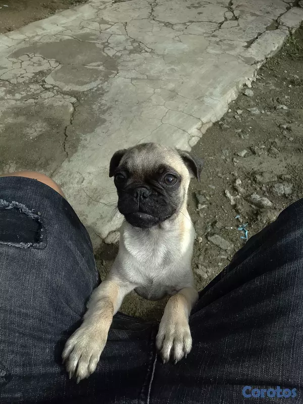 animales y mascotas - Perro pug 3