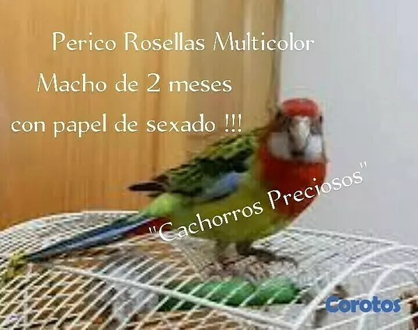 animales y mascotas - Aves Exóticas de todas las razas y Mutaciones.... 9