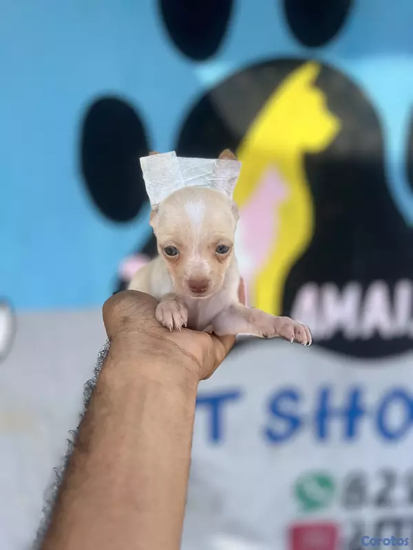 animales y mascotas - chihuahua  2