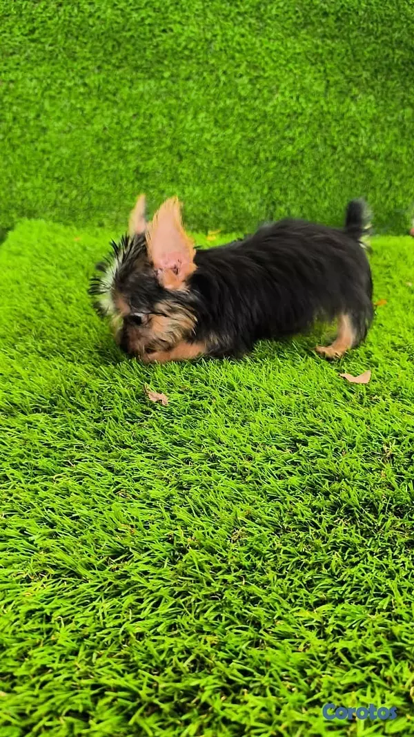 animales y mascotas - Yorki mini machos 2