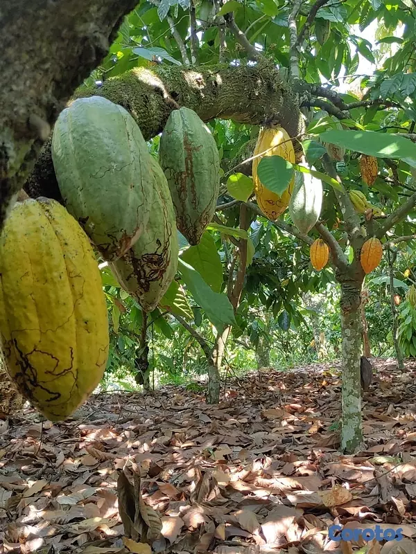 solares y terrenos - Se vende finca de cacao en San Francisco de Macoris con 807 tareas deslindada  10