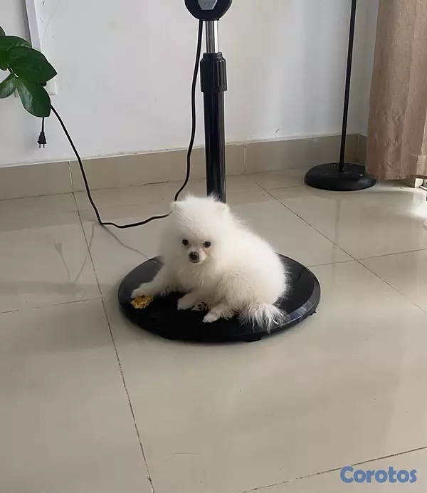 animales y mascotas - Pomerania de 3 meses de edad con sus vacunas, cara de muñeca,  papá cara de oso 3