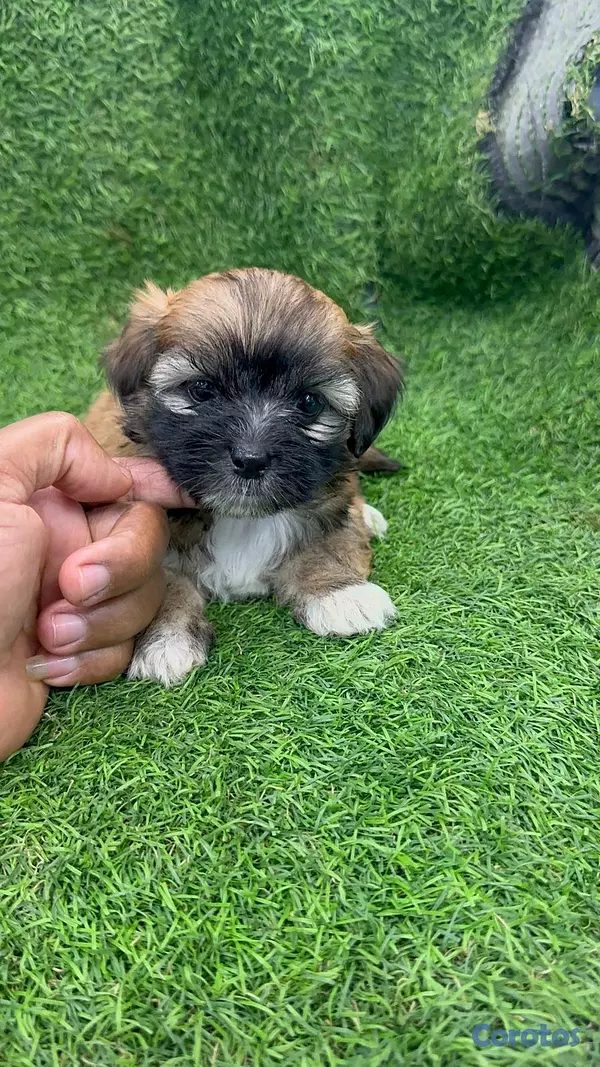 animales y mascotas - hermosos cachorritos shipoo toy  5