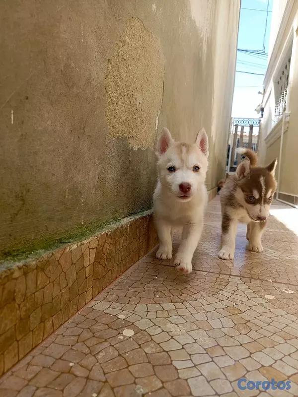 animales y mascotas - husky Siberiano  3