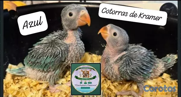 animales y mascotas - Aves papilleras, mansa joven y adultas y acesorios  9