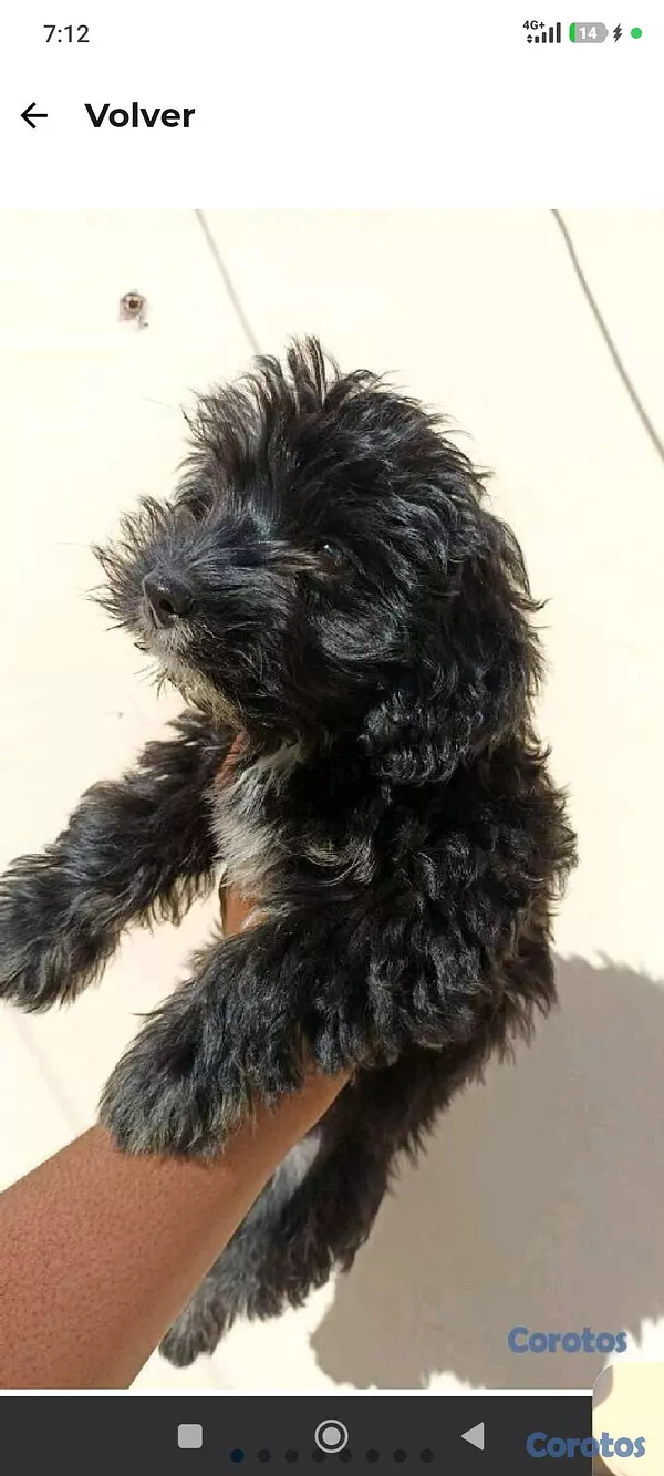 animales y mascotas - poodles macho  3