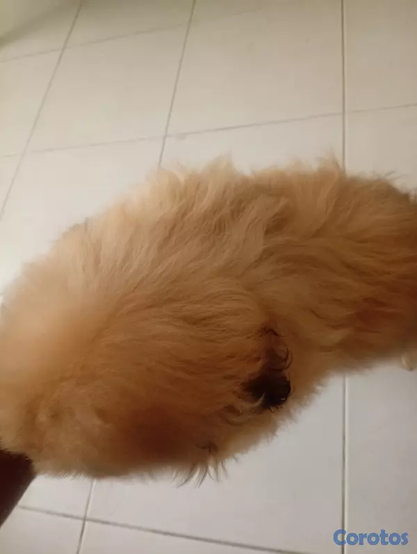 animales y mascotas - Pekines macho  3