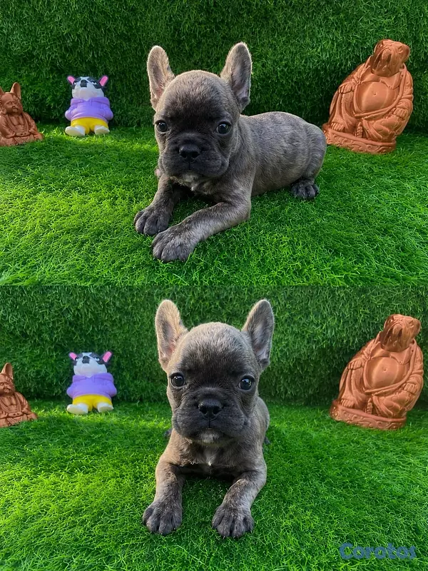animales y mascotas - hermos bulldog francés Blue x portadores de fluffy  3