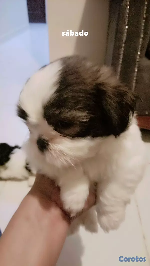 animales y mascotas - SHIH TZU MACHO 💙  4