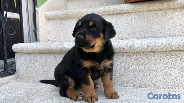animales y mascotas - hermosos Cachorros de Rottwailer  7