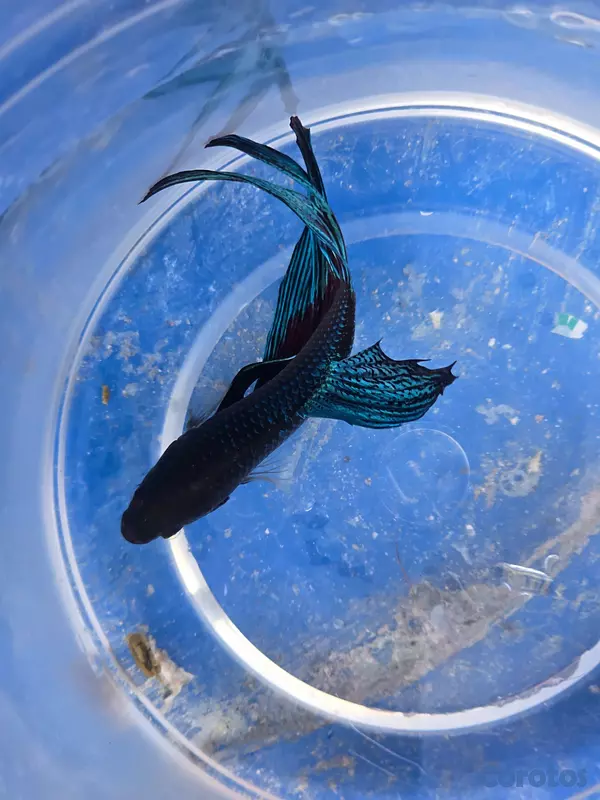 animales y mascotas - Bettas primiun de combates excelente condiciones p 2
