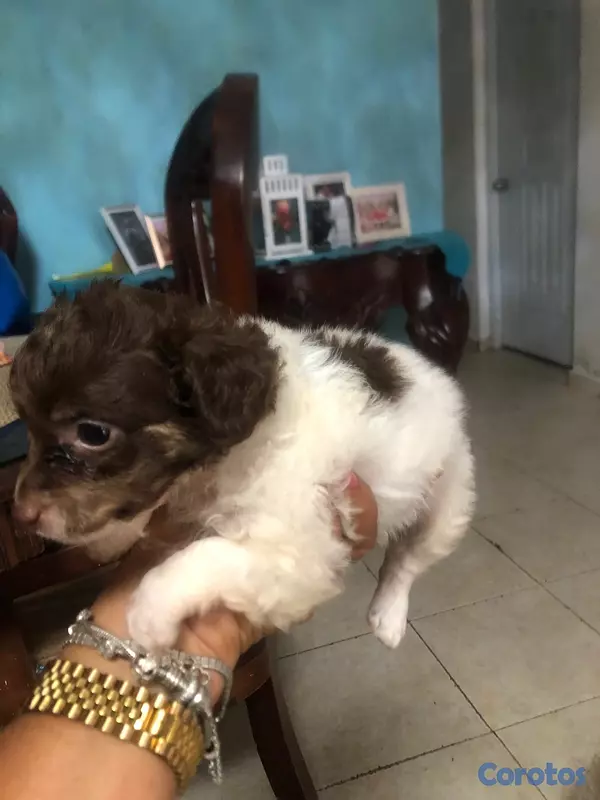 animales y mascotas - lindo perrito shipoo 5