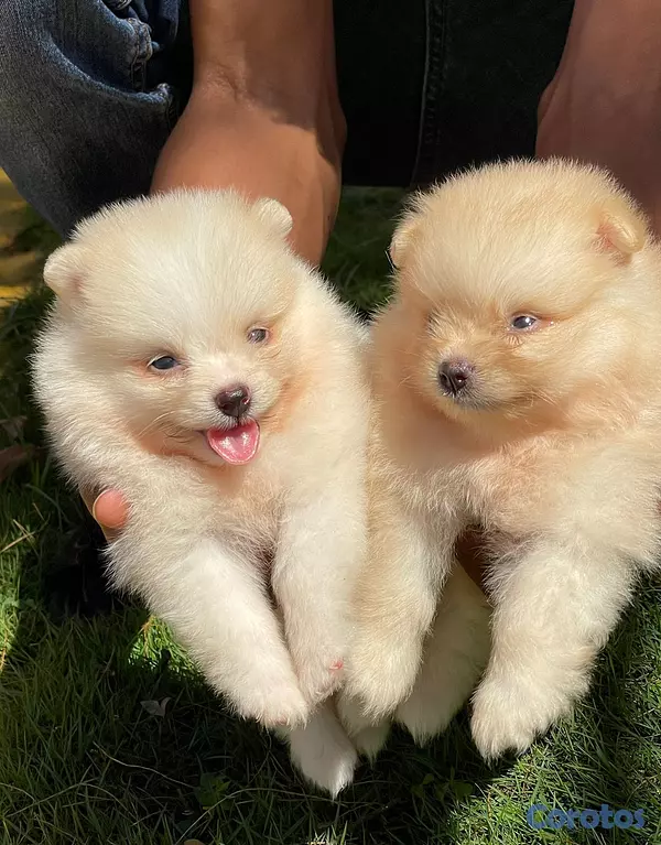 animales y mascotas - Pomerania  2