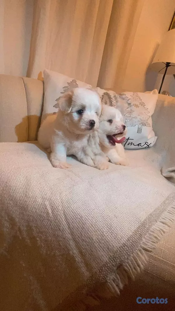 animales y mascotas - adorable cachorros maltés ambos sexos listos para apartar  2