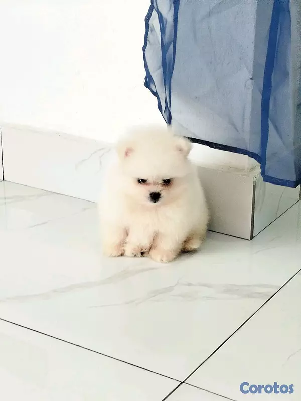 animales y mascotas - hermosos cachorritos pomerania mini toy 3