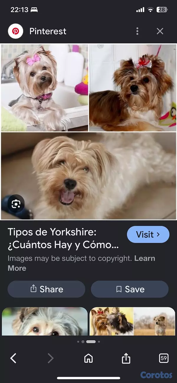 animales y mascotas - yorkie hembra  2