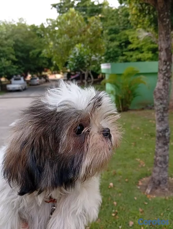 animales y mascotas - SHIHTZU MACHO 💙  2