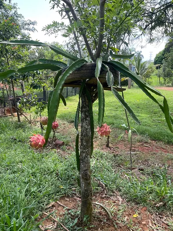 solares y terrenos - finca de 2800 tareas en  8