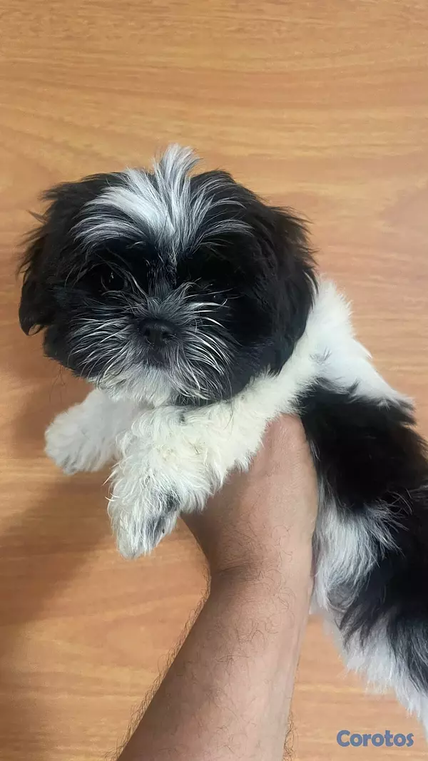 animales y mascotas - shit-zu, hembra, 2 meses, vacunado 2
