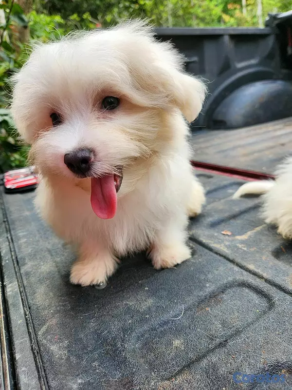 animales y mascotas - CACHORROS MALTÉS 2