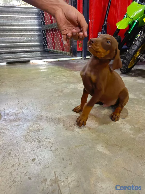 animales y mascotas - Doberman hembra y macho. Dog, pet, mascotas, perro 2