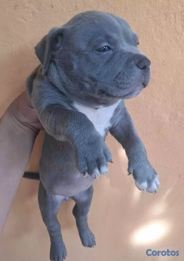 animales y mascotas - Cachorros American Bully Blue y Lilac 3