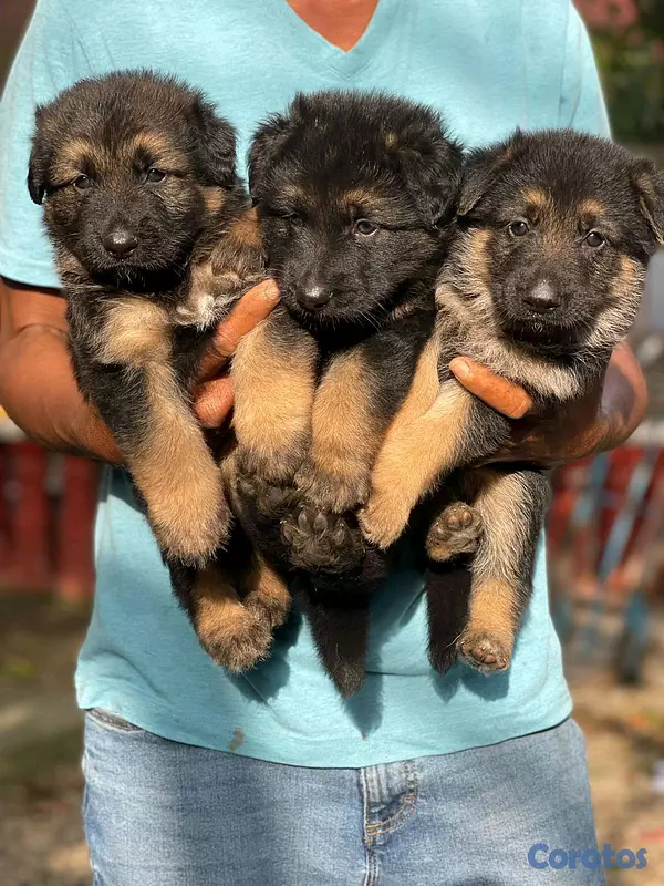animales y mascotas - hermosos Cachorros de pastor alemán  3